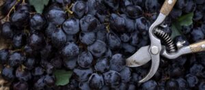 thedrinksbusiness.com