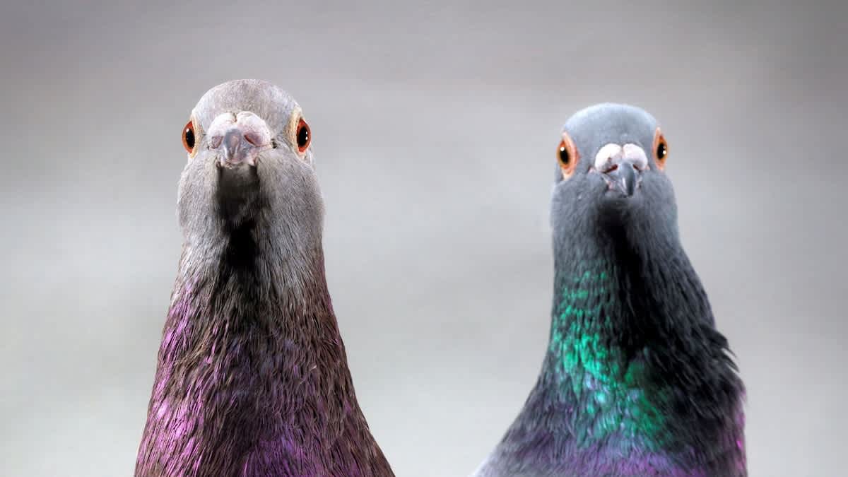 nationalgeographic.com